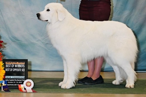 The Great Pyrenees Pedigree Database 